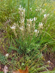 Oxytropis baicalia