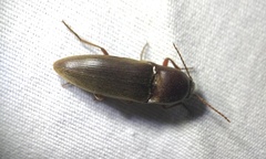 Diplostethus texanus