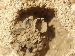 Katamenes dimidiatus