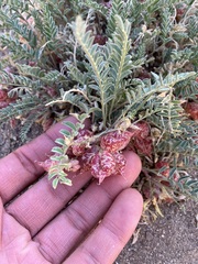 Astragalus lentiginosus semotus