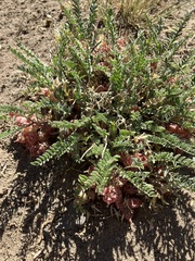 Astragalus lentiginosus semotus