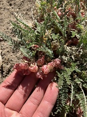 Astragalus lentiginosus semotus