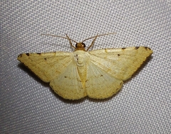 Taeniogramma