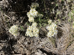 Leptosiphon nuttallii pubescens