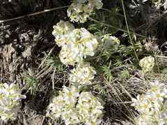 Leptosiphon nuttallii pubescens