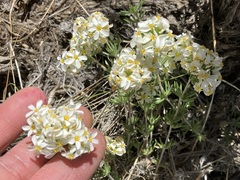Leptosiphon nuttallii pubescens