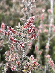 Micromyrtus blakelyi