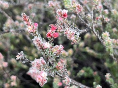 Micromyrtus blakelyi