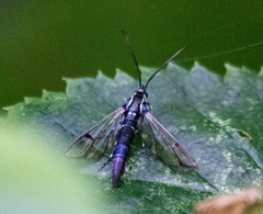 Synanthedon pictipes