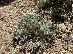 Lupinus lepidus utahensis
