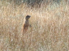 Cynomys parvidens