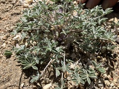 Lupinus lepidus utahensis