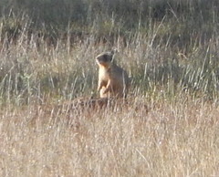 Cynomys parvidens