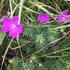 Geranium sanguineum