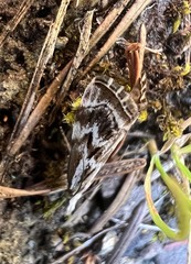 Catoptria oregonicus