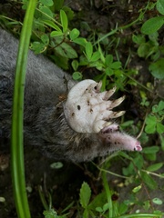 Talpidae