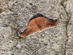 Antheraea platessa