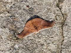 Antheraea platessa