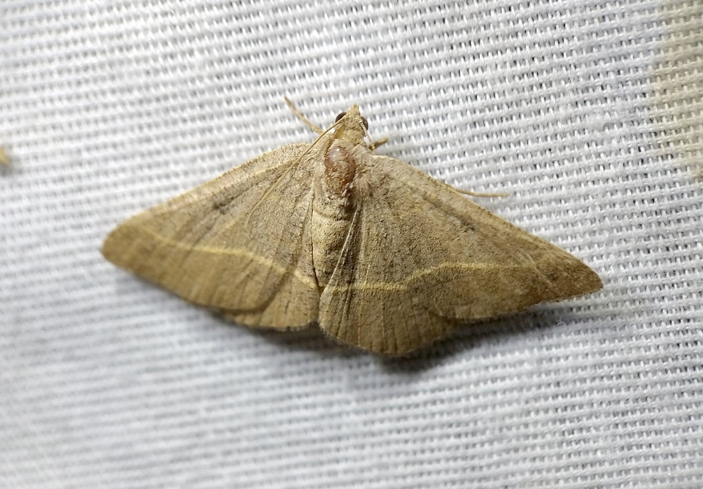 Palelined Angle from Holford Rd, Garland, TX, US on July 23, 2022 at