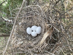 Geococcyx californianus