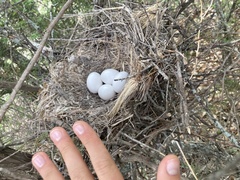 Geococcyx californianus