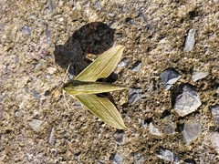 Cechetra subangustata