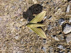 Cechetra subangustata