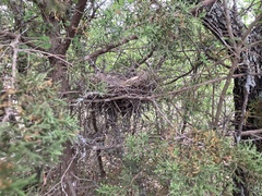 Geococcyx californianus