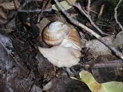 Helix pomatia