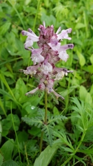 Pedicularis verticillata