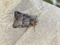 Mesoligia literosa