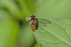 Episyrphus viridaureus