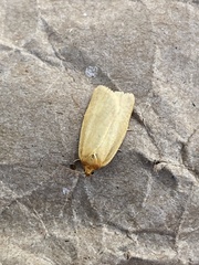 Zelotherses paleana