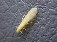 Alloperlini
