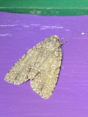 Acronicta immodica