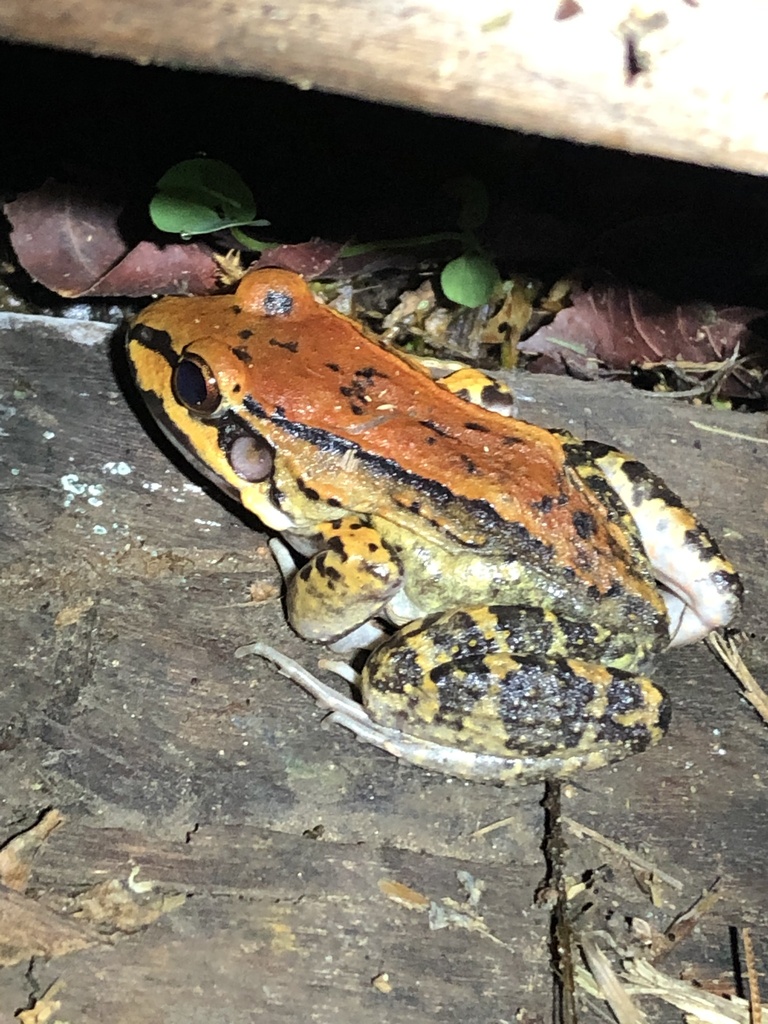 Peru White-lipped Frog