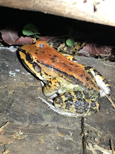 Peru White-lipped Frog