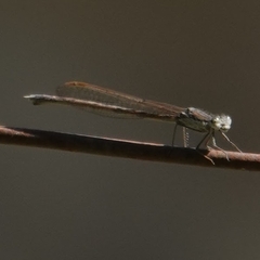 Sympecma fusca