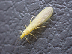 Alloperlini