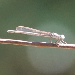 Sympecma fusca