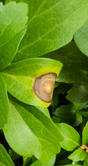 Volutella pachysandrae