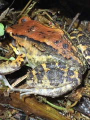 Leptodactylus rhodonotus