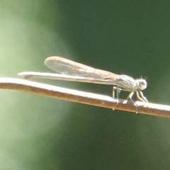 Sympecma fusca