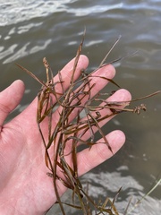 Potamogeton compressus