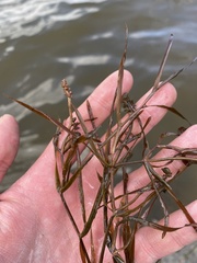 Potamogeton compressus