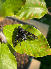Xenox tigrinus