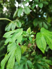 Passiflora serratodigitata