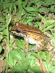 Leptodactylus rhodonotus