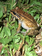 Leptodactylus rhodonotus