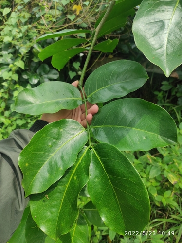 Intsia palembanica (Intsia palembanica)